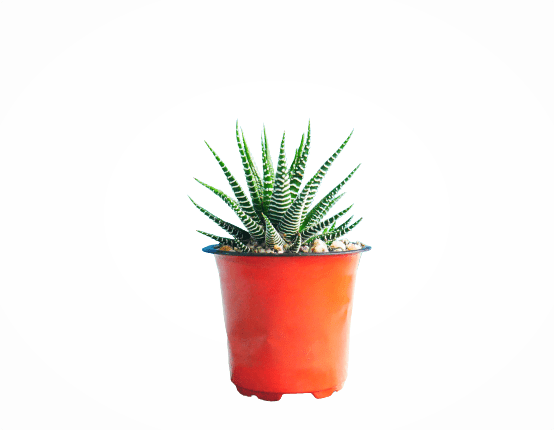 Frek - Haworthia Zebra - My Store
