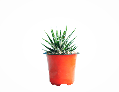 Frek - Haworthia Zebra - My Store