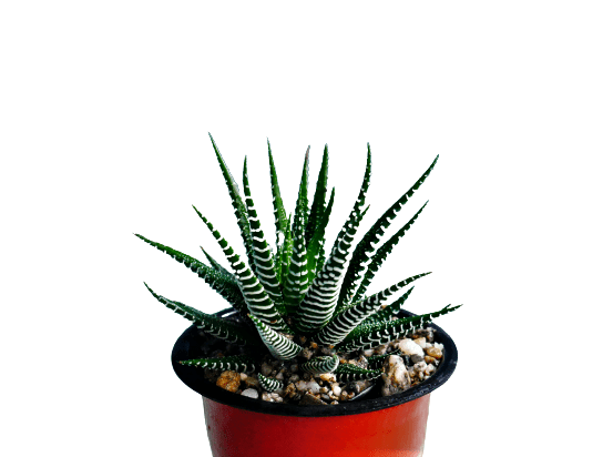 Frek- Haworthia Zebra – Bare-Rooted
