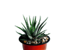 Frek- Haworthia Zebra – Bare-Rooted