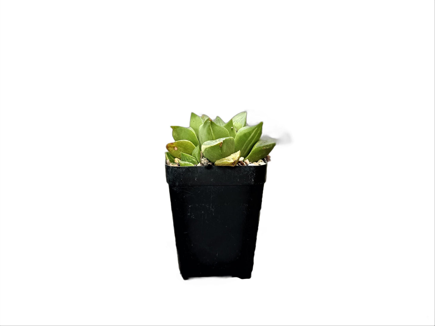 Frek Hybrid Haworthia Mutica 'Retusa' (Seed Grown) - My Store