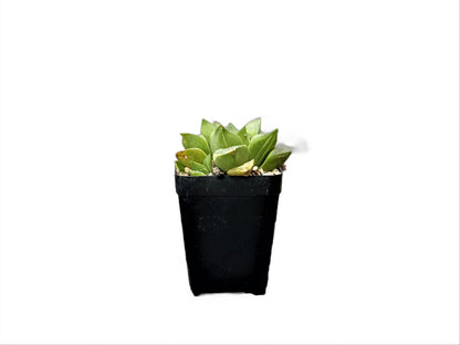 Frek Hybrid Haworthia Mutica 'Retusa' (Seed Grown) - My Store
