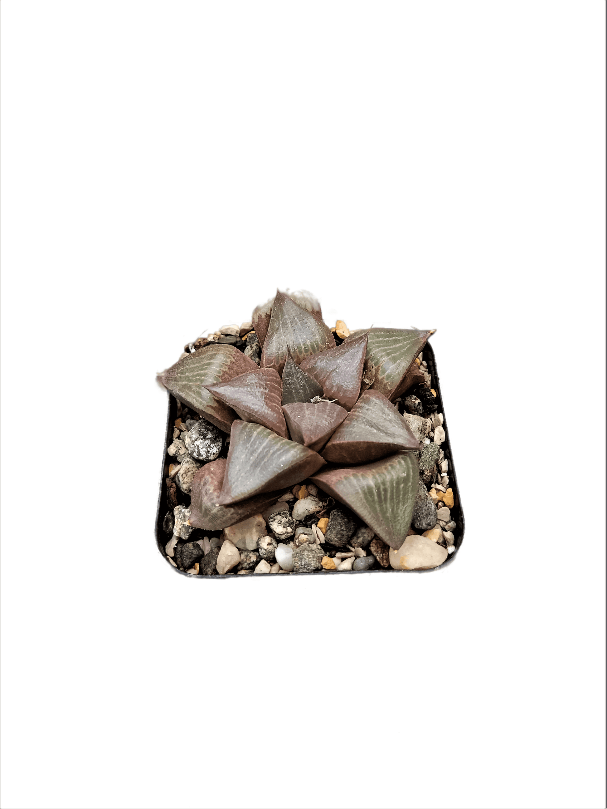 Frek Hybrid Pink Haworthia Magnifica Succulent Live Plant - My Store