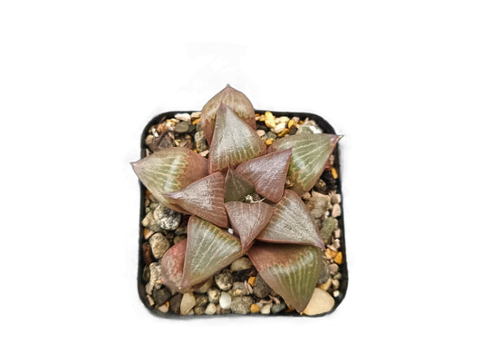 Frek Hybrid Pink Haworthia Magnifica Succulent Live Plant - My Store