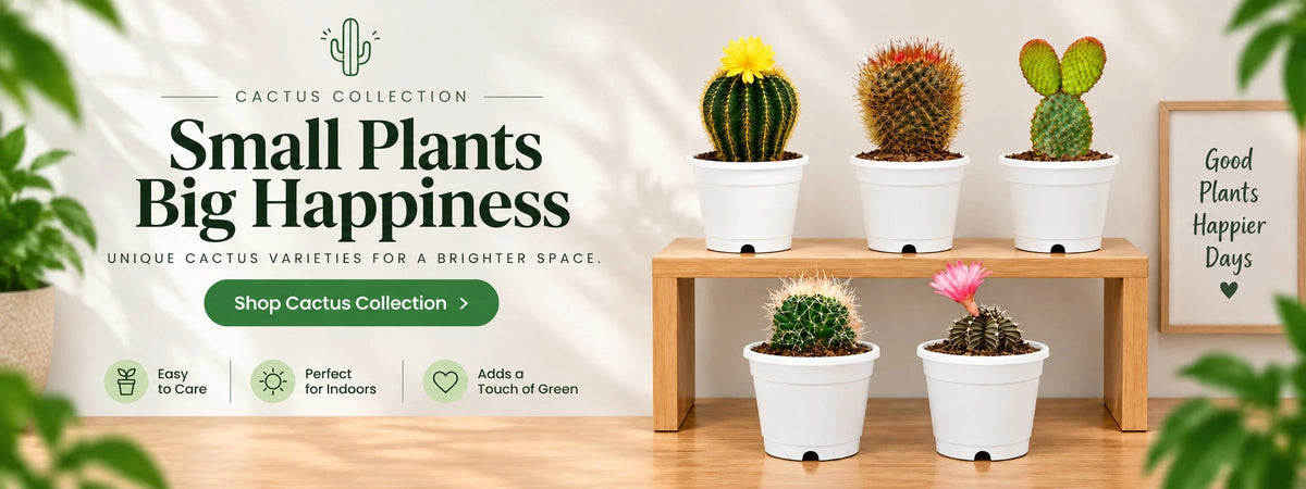 Cactus collection from Frek.in – shop beautiful cacti delivered all over India