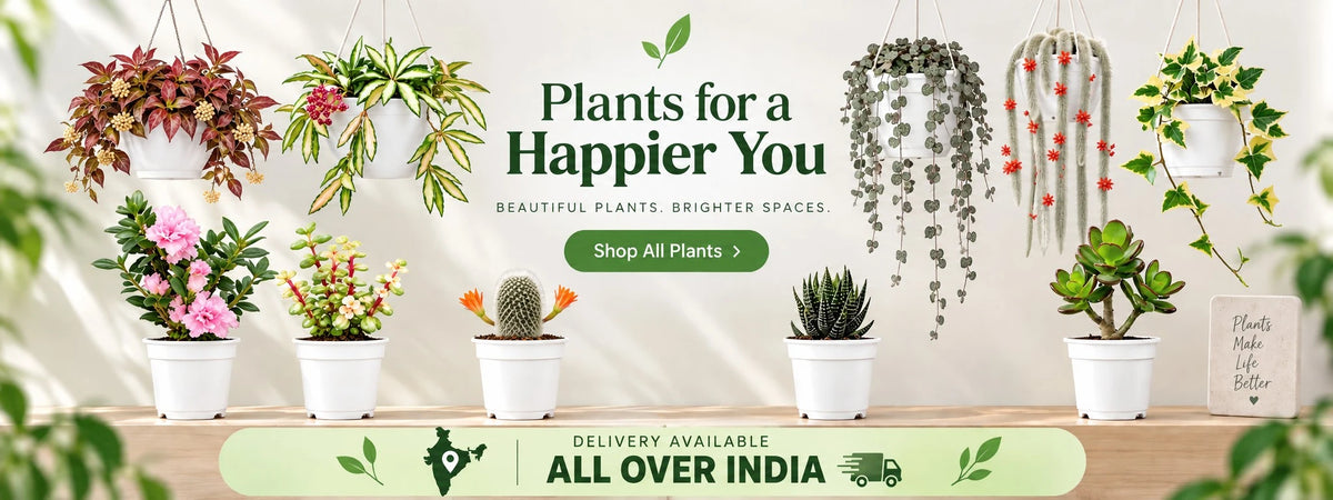 Shop all plants from Frek.in – beautiful indoor and outdoor plants delivered all over India