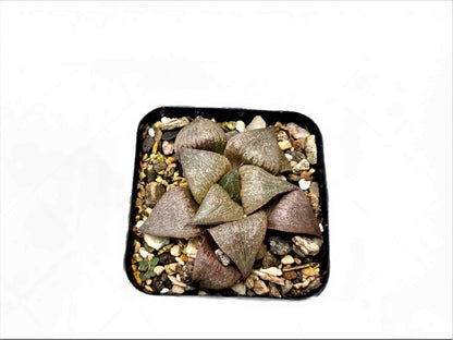 Frek New Seed - Grown Haworthia Hybrid: Unique Succulent for Any Space - My Store