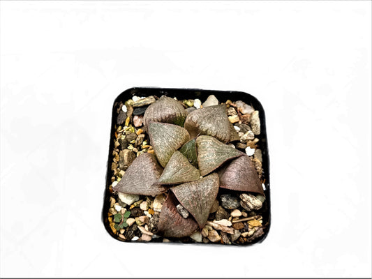 Frek New Seed - Grown Haworthia Hybrid: Unique Succulent for Any Space - My Store