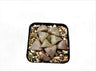 Frek New Seed-Grown Haworthia Hybrid: Unique Succulent for Any Space – Bare-Rooted