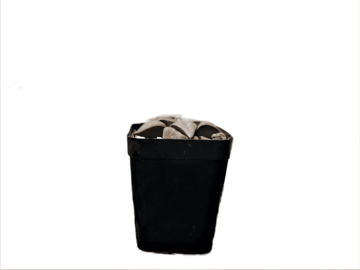 Frek New Seed - Grown Haworthia Hybrid: Unique Succulent for Any Space - My Store