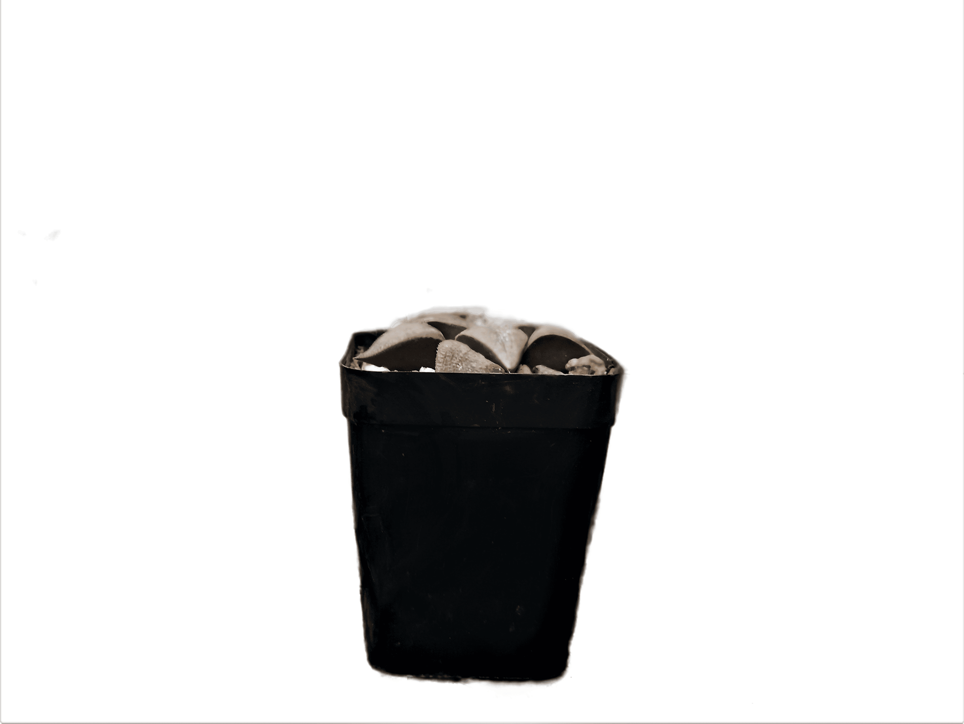 Frek New Seed - Grown Haworthia Hybrid: Unique Succulent for Any Space - My Store