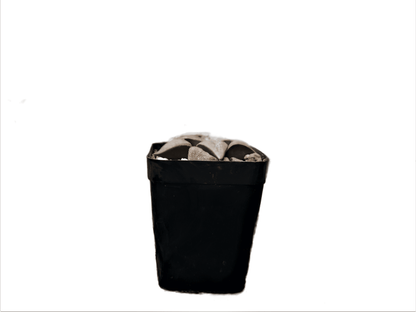 Frek New Seed - Grown Haworthia Hybrid: Unique Succulent for Any Space - My Store