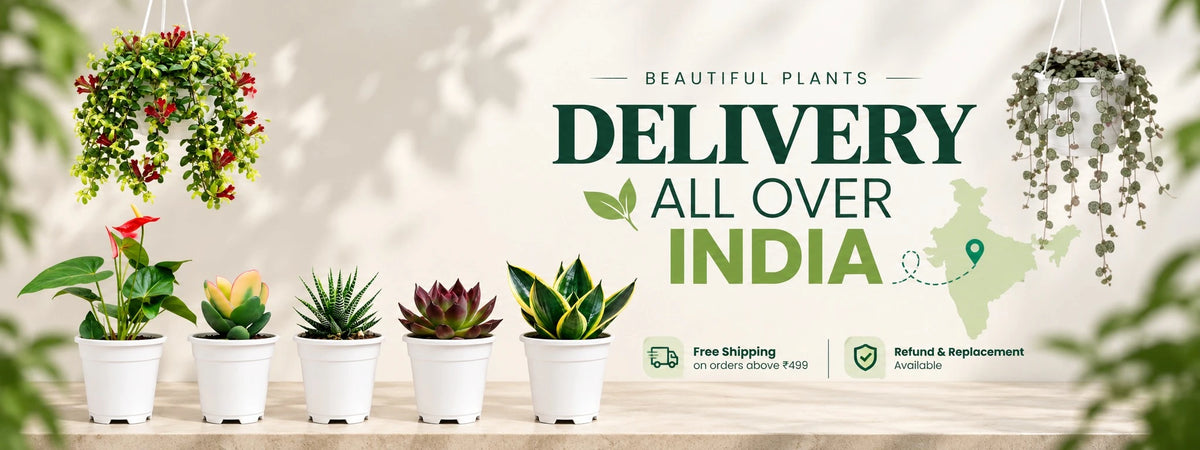 Frek indoor plants, succulents and cacti with delivery across India