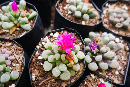 Frithia Pulchra Allure - Purchase from Frek! - My Store