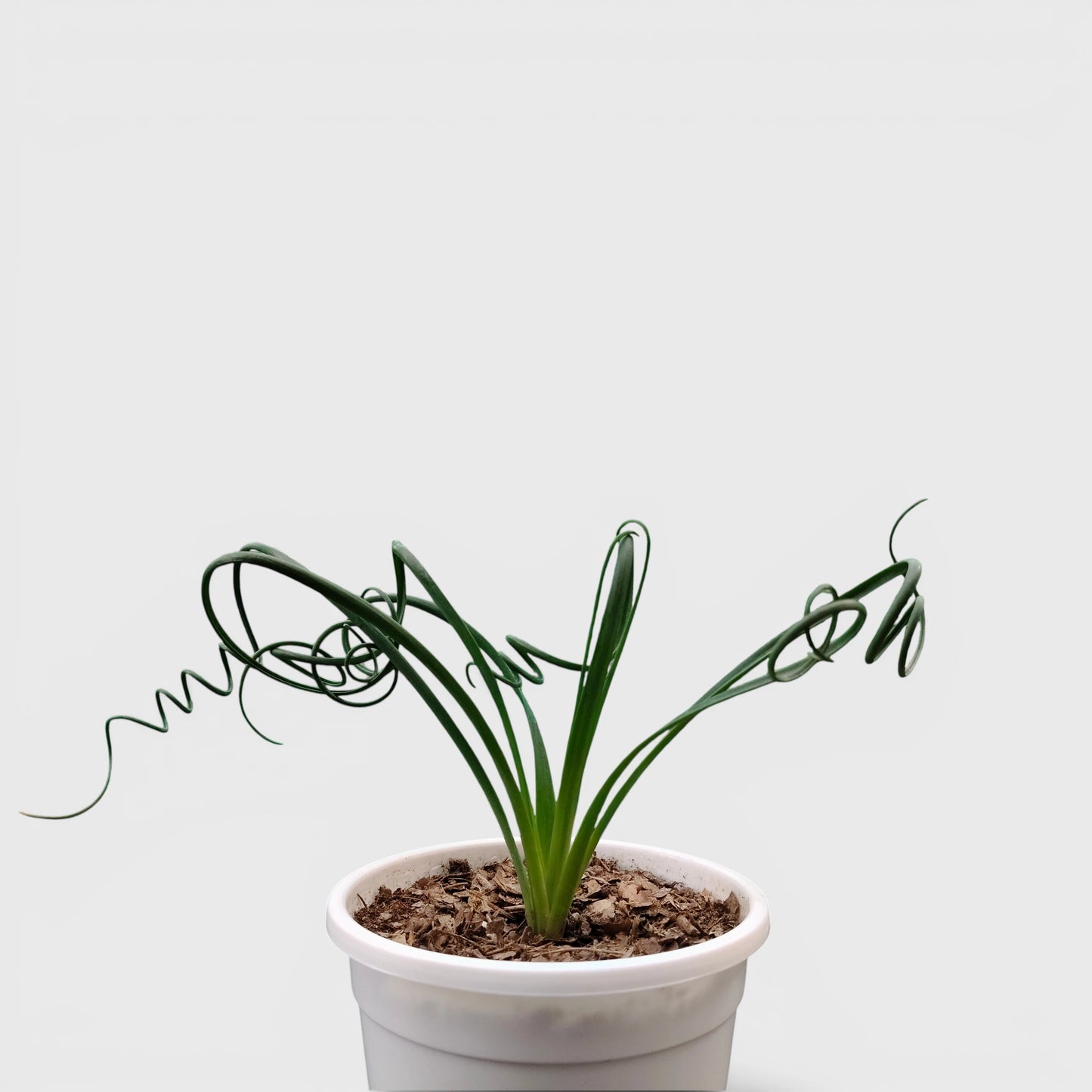 Albuca Spiralis Frizzle Sizzle-Exotic Rare Succulent Plant | Spiral Bulb Plant