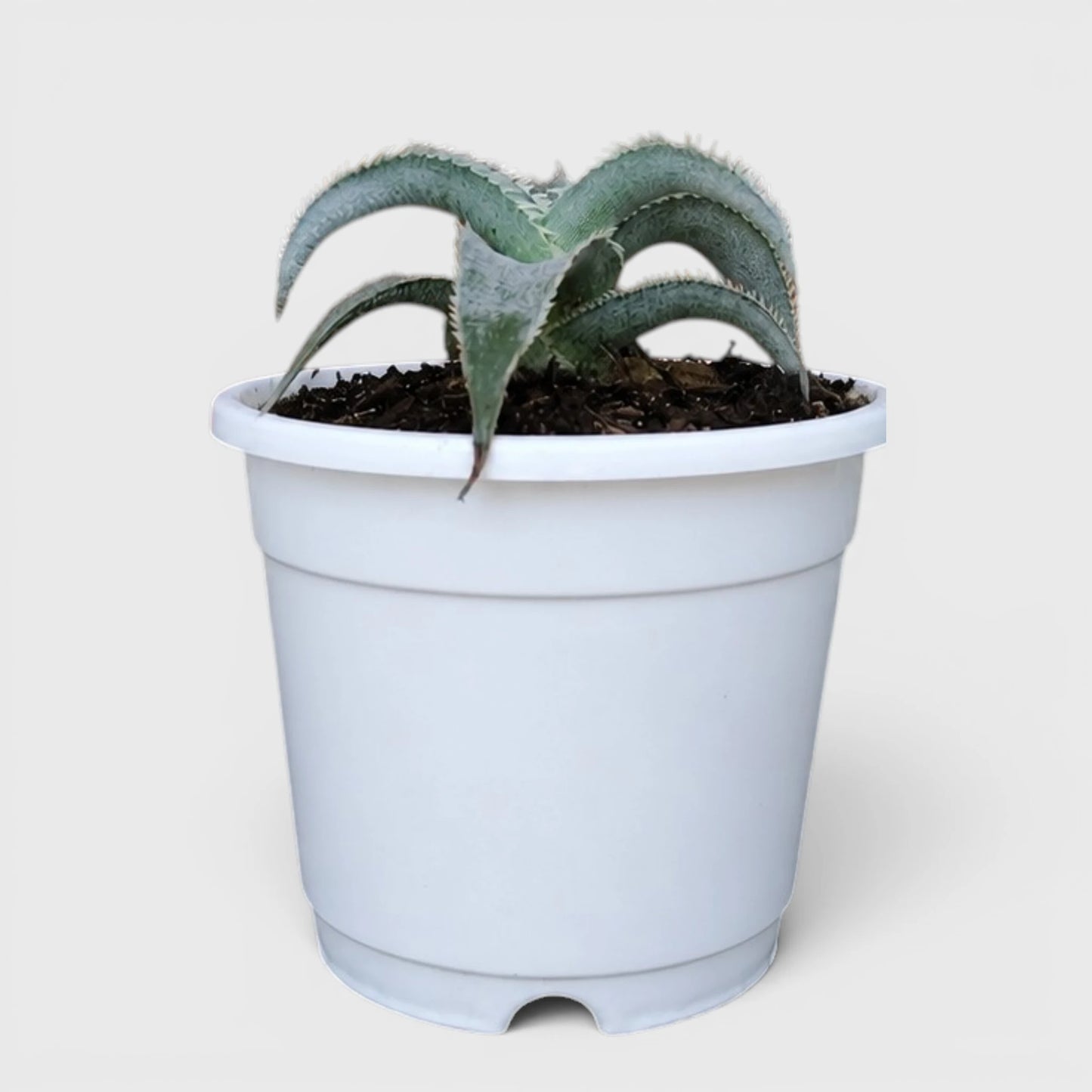 Dyckia marnier-lapostollei | Rare Silver Dyckia Bromeliad