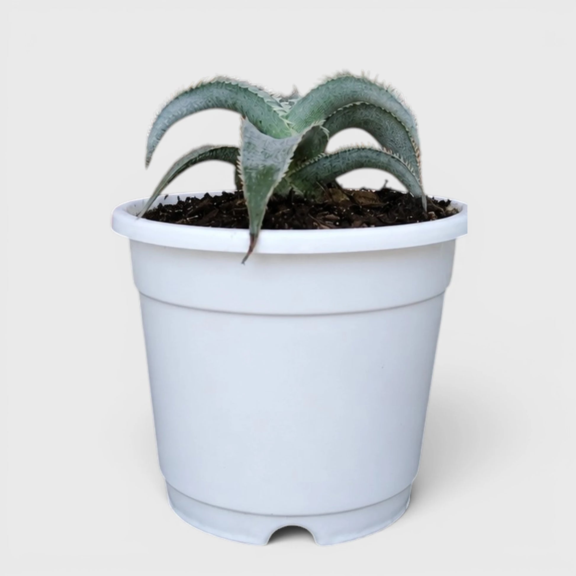 Dyckia marnier-lapostollei | Rare Silver Dyckia Bromeliad
