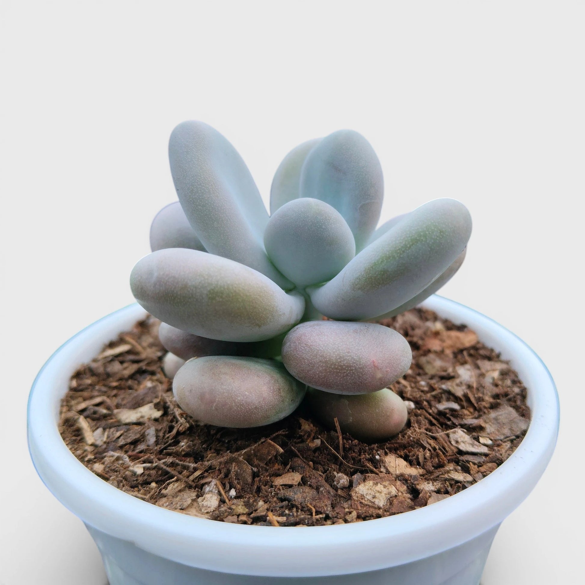 Blue Moonstone Pachyphytum Oviferum – Buy Succulents Online in India