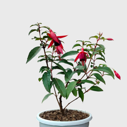 Fuchsia Dancing Doll – Hanging Lantern Flower Plant