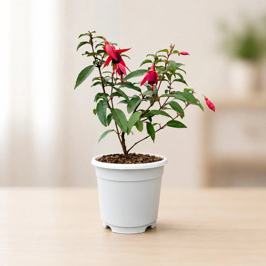 Fuchsia Dancing Doll – Hanging Lantern Flower Plant
