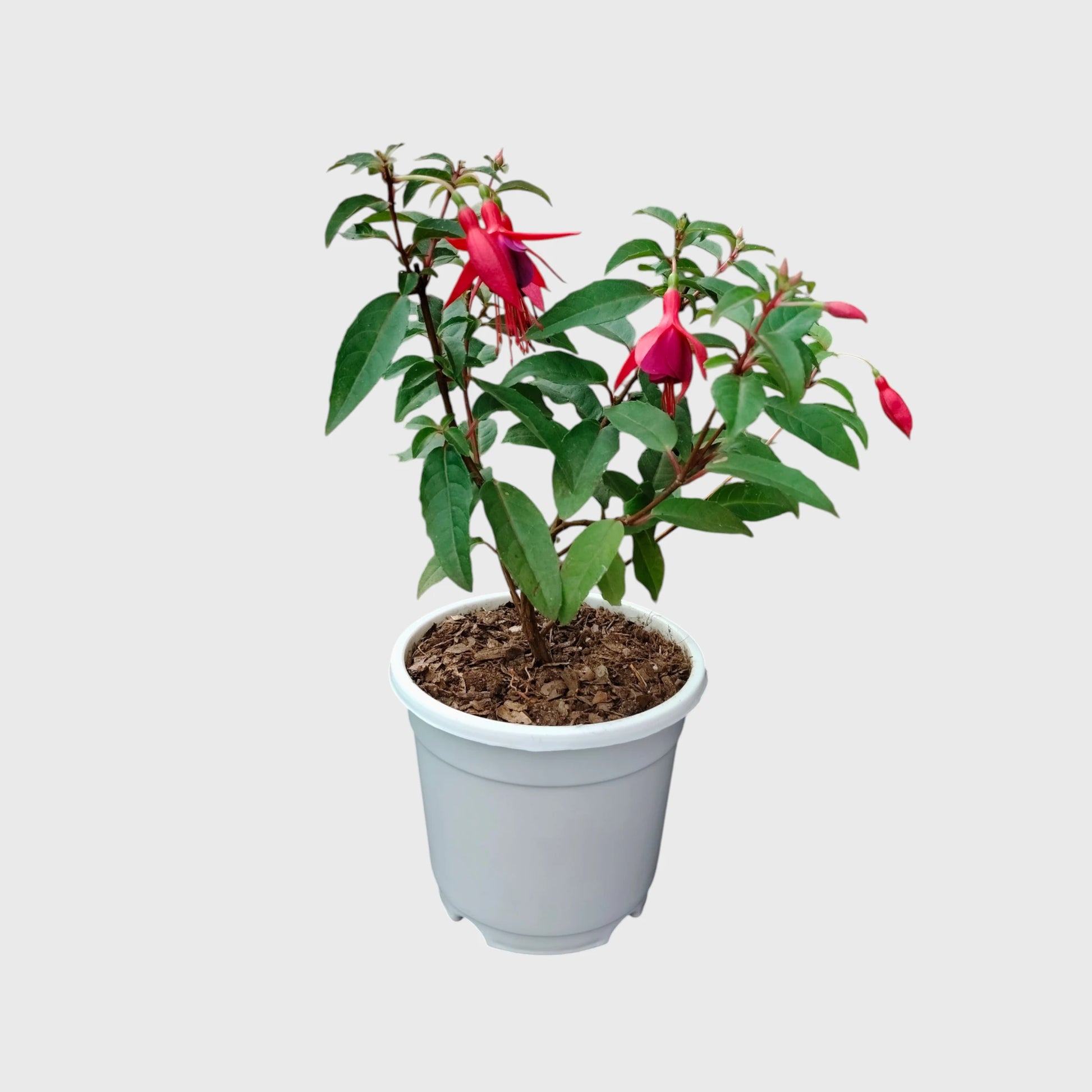 Fuchsia Dancing Doll – Hanging Lantern Flower Plant
