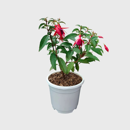Fuchsia Dancing Doll – Hanging Lantern Flower Plant