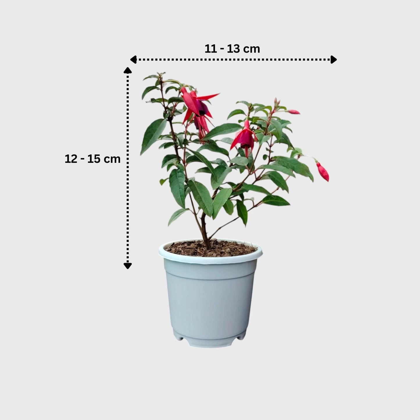 Fuchsia Dancing Doll – Hanging Lantern Flower Plant