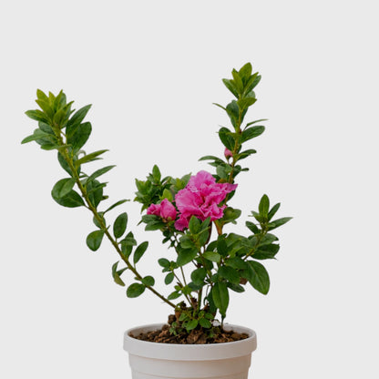 Azalea Hot Pink | Well Rooted Mature Flowering Plant