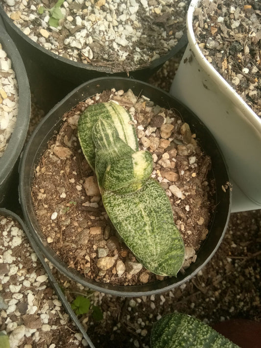 Gasteria Batesiana Variegated – Shop at Frek Now! - My Store