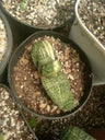 Gasteria Batesiana Variegated – Shop at Frek Now! – Bare-Rooted
