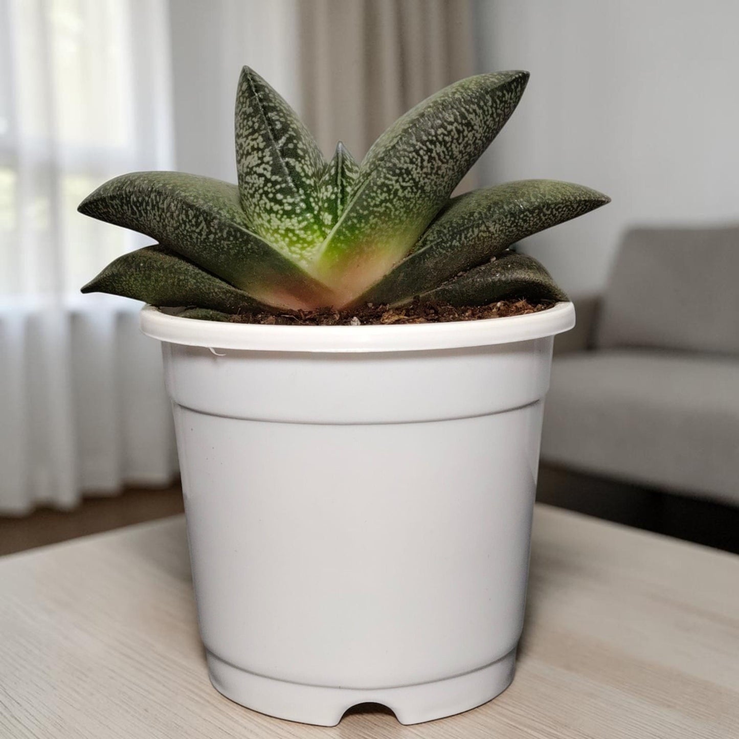 Gasteria Baylissiana – Rare Compact Succulent (Big Size, 10–12 cm) | Bare Rooted