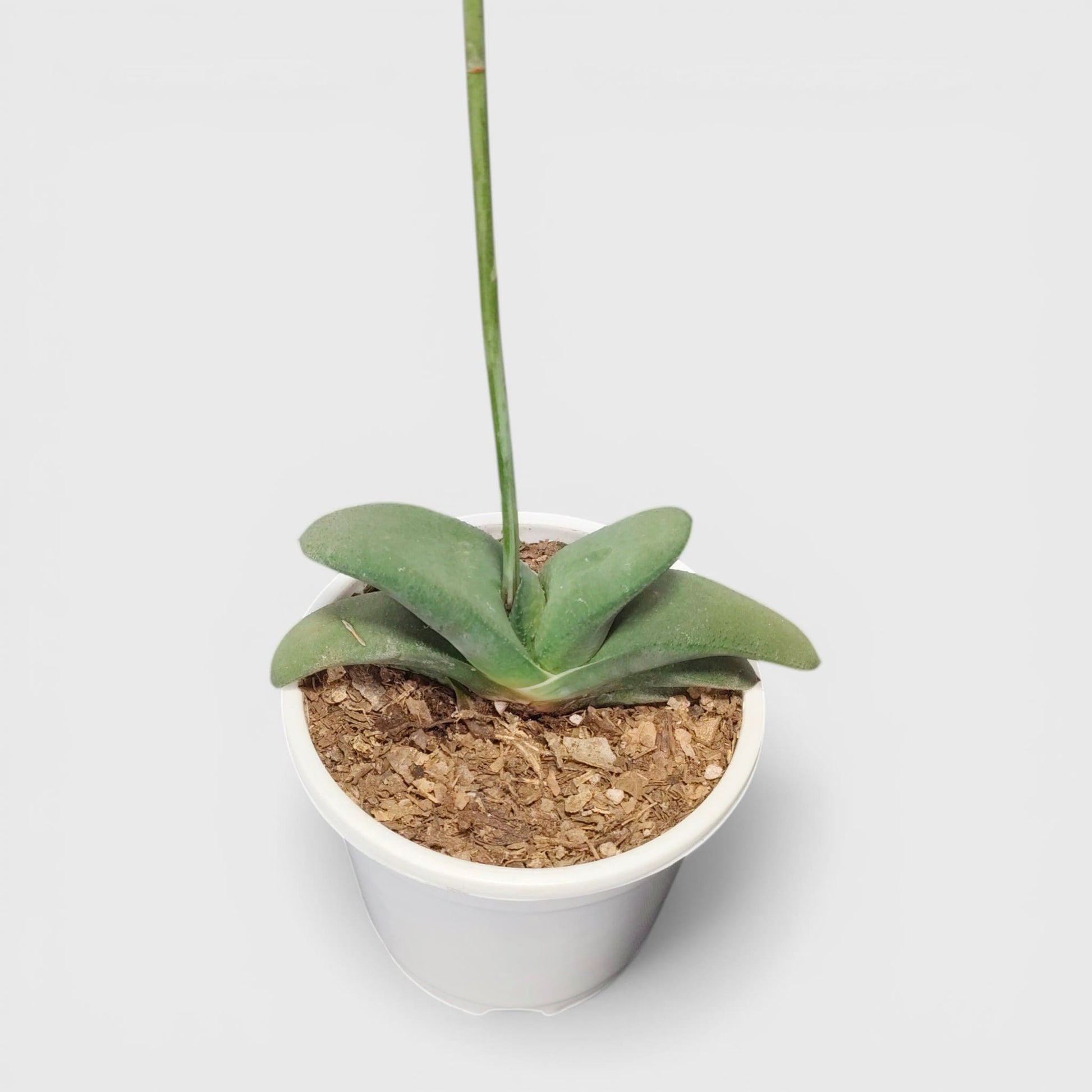Gasteria Glomerata (Ox Tongue) – Rare Compact Succulent | Low Maintenance Indoor Plant | Bare Rooted