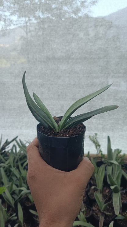 Gasteria Gracilis Giromagi: Elegant Succulent for Homes, Offices, and Gardens - My Store