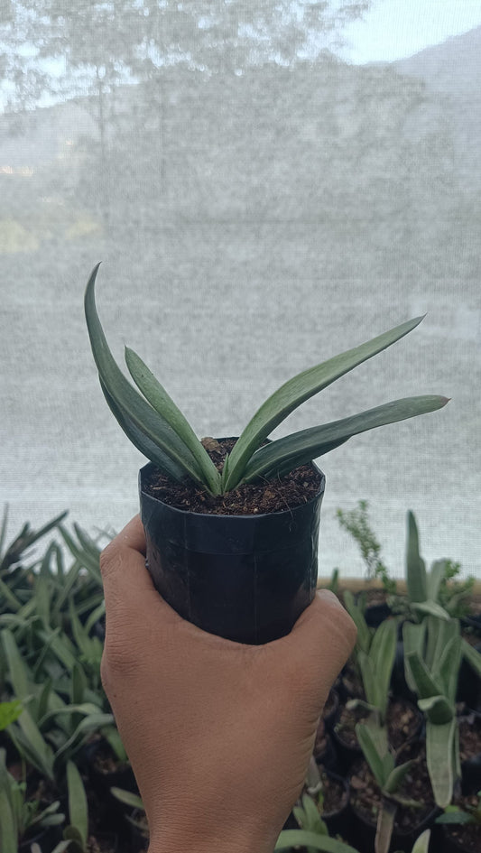 Gasteria Gracilis Giromagi: Elegant Succulent for Homes, Offices, and Gardens - My Store