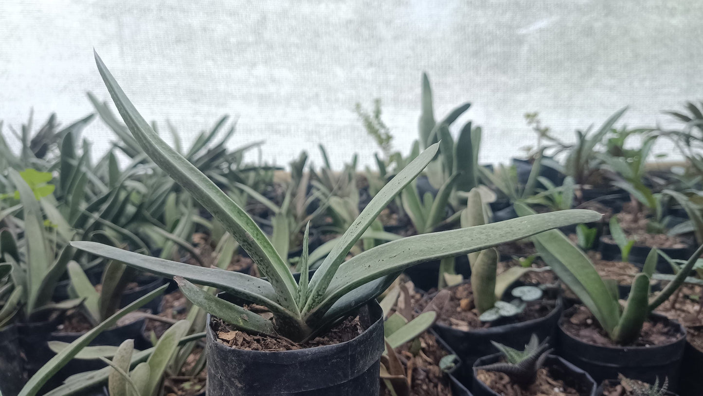 Gasteria Gracilis Giromagi: Elegant Succulent for Homes, Offices, and Gardens - My Store
