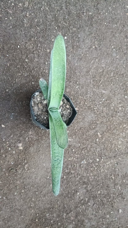 Gasteria Gracilis Giromagi: Elegant Succulent for Homes, Offices, and Gardens - My Store