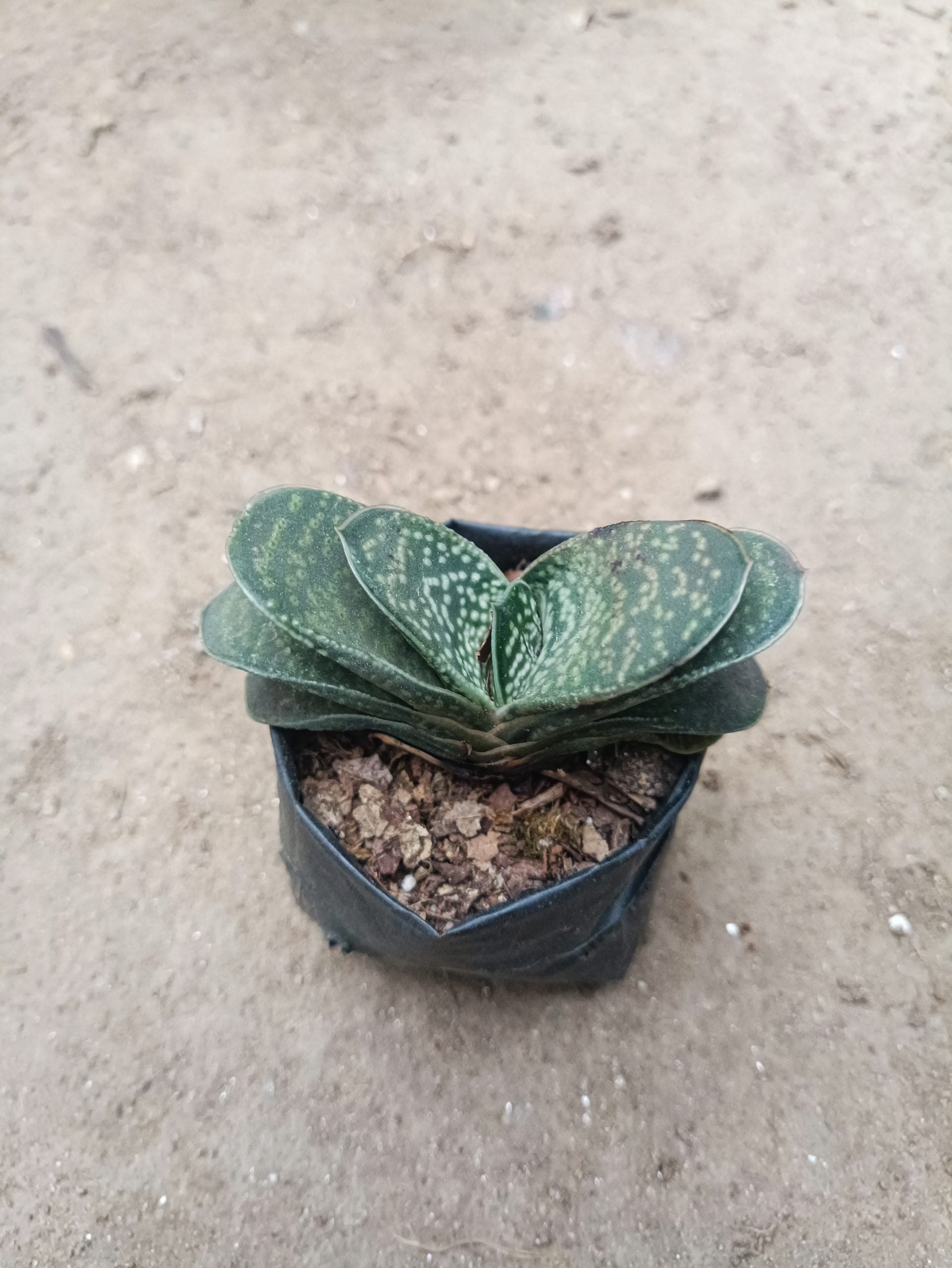 Gasteria Liliputana Succulent - Compact Beauty for Any Setting - My Store