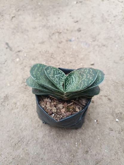Gasteria Liliputana Succulent - Compact Beauty for Any Setting - My Store