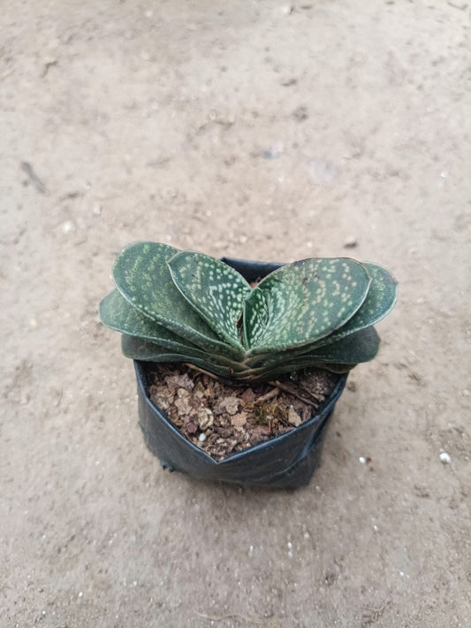 Gasteria Liliputana Succulent - Compact Beauty for Any Setting - My Store