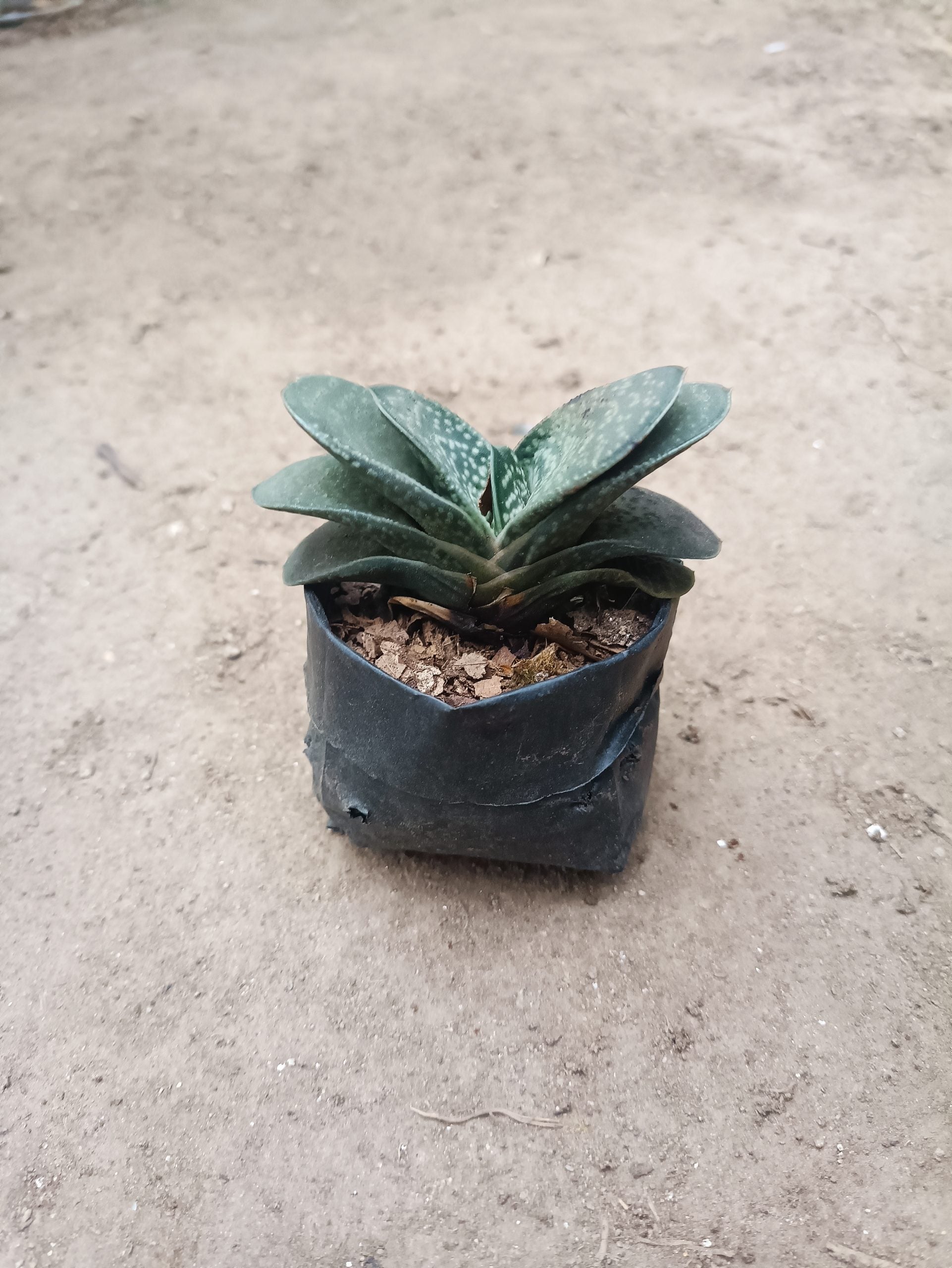 Gasteria Liliputana Succulent - Compact Beauty for Any Setting - My Store