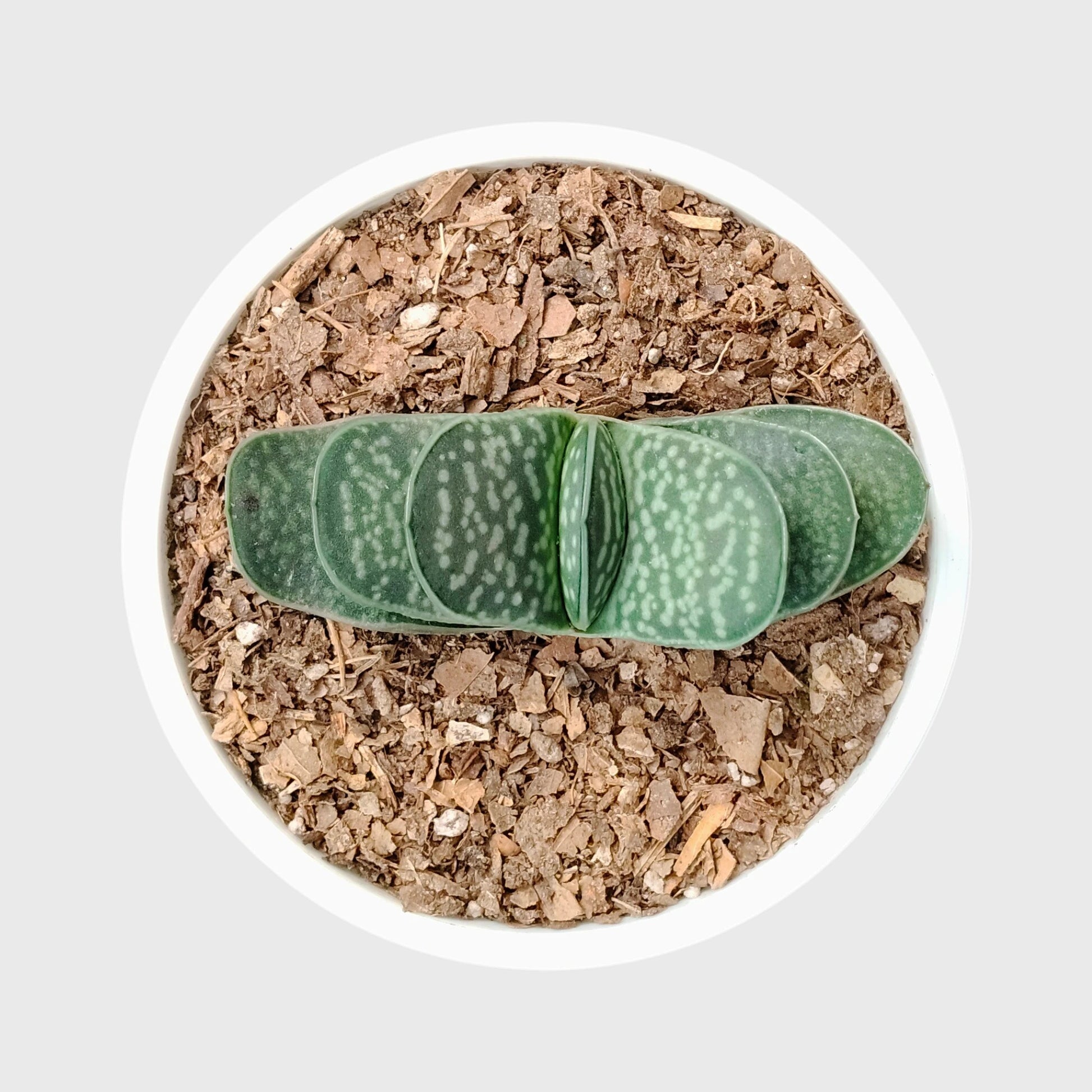 Gasteria Liliputana – Miniature Textured Succulent Indoor Plant