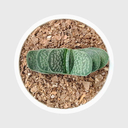 Gasteria Liliputana – Miniature Textured Succulent Indoor Plant