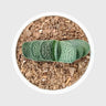 Gasteria Liliputana – Miniature Textured Succulent Indoor Plant