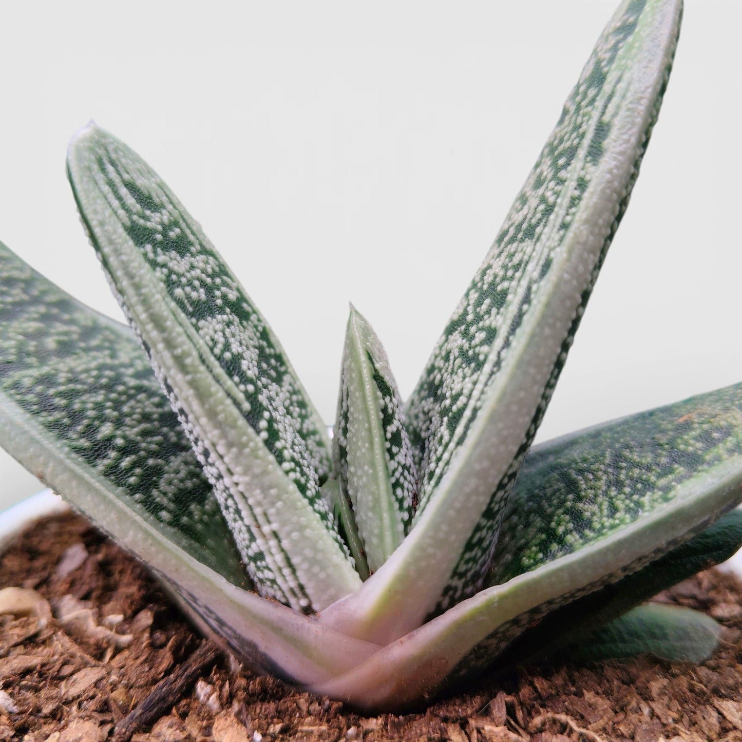 Gasteria Little Warty Hybrid – Rare Succulent | Bare Rooted
