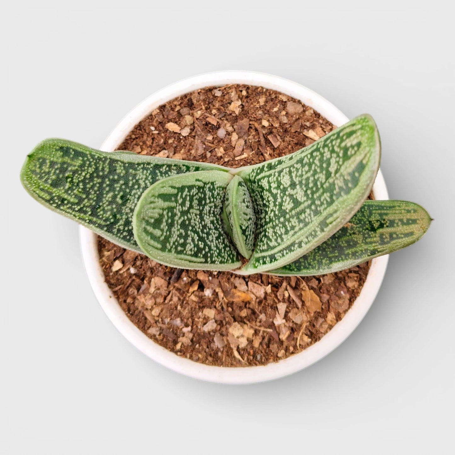Gasteria Little Warty Hybrid – Rare Succulent | Bare Rooted