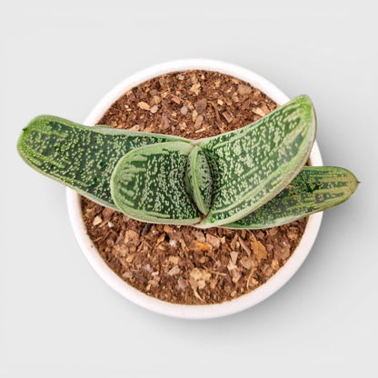 Gasteria Little Warty Hybrid – Rare Succulent | Bare Rooted