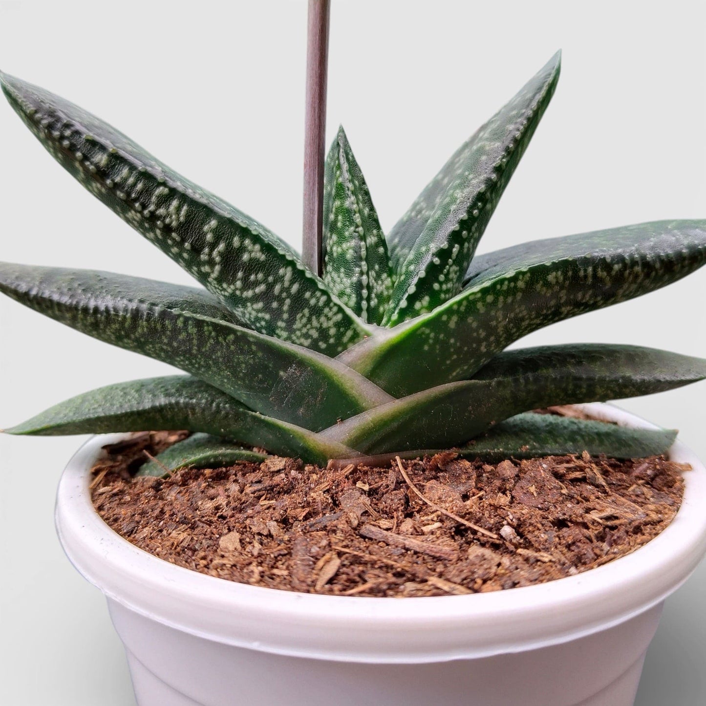 Gasteria Pillansii Hybrid – Rare Indoor Succulent