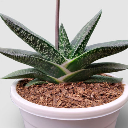 Gasteria Pillansii Hybrid – Rare Indoor Succulent