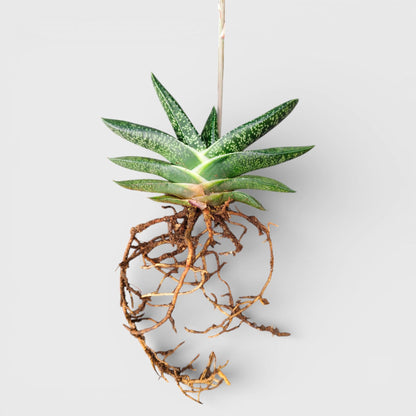 Gasteria Pillansii Hybrid – Rare Indoor Succulent