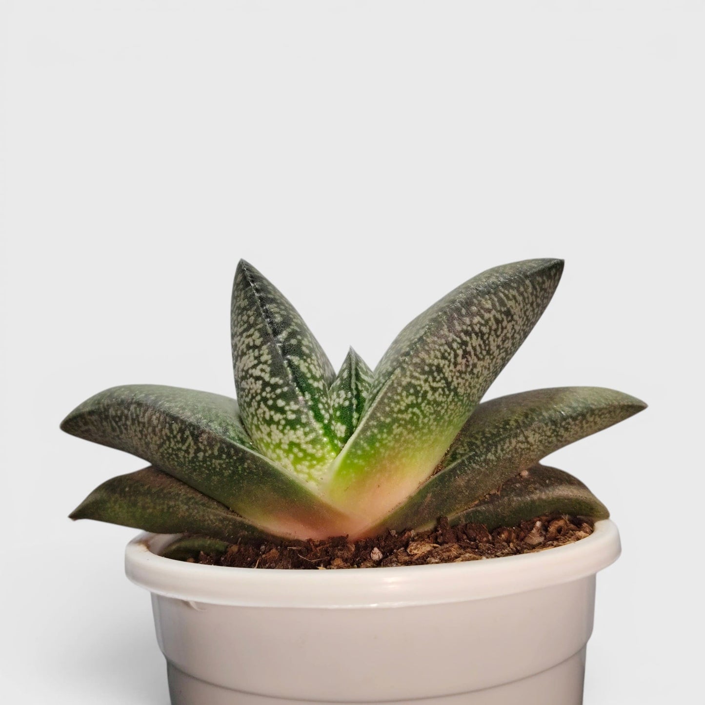 Gasteria Baylissiana – Rare Compact Succulent (Big Size, 10–12 cm) | Bare Rooted